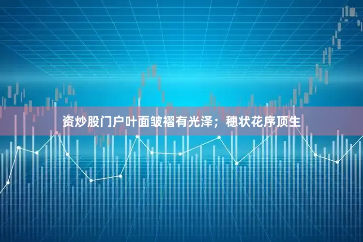 资炒股门户叶面皱褶有光泽；穗状花序顶生